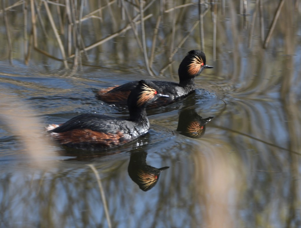 Pair of black necked grebes